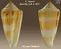Conus consors Sowerby, G.B. I, 1833