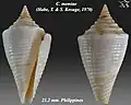 Conasprella memiae (Habe, T. & S. Kosuge, 1970)