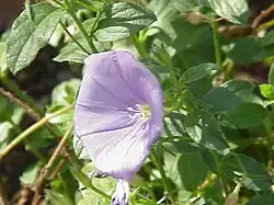 Convolvulus sabatius