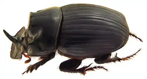 C. magicus Harold, 1881