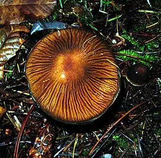 The cap develops deep radial grooves as it matures.