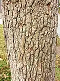 Trunk bark