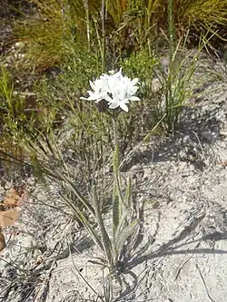 Corymbium villosum, habit
