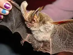 Brown bat