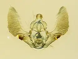Microscope slide of male Cosmorrhyncha genitalia