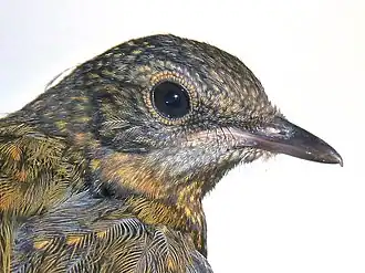 The dappled juvenile lacks a clear supercilium