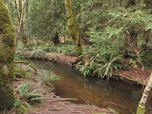 Cottle Creek ferns