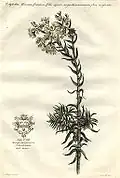 Cotyledon africana Burm.f. ex Steud. from Historia plantarum rariorum