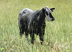 A cow on the Hale Ranch, near the James Finley House.