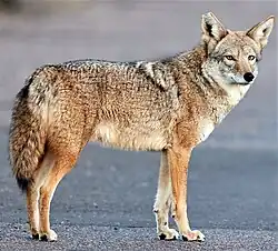 Gray and brown canine on road
