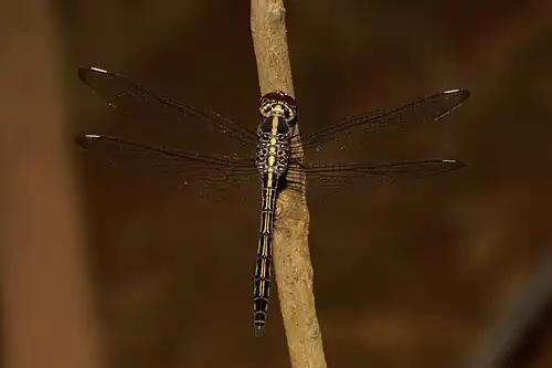 Cratilla lineata male