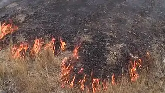 Typical appearance of a creeping fire.