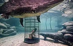 Crocodile cage diving at Cango