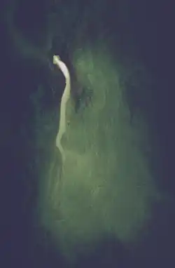 Fish Island on July 28, 2020, taken from the air. During July 2020, Lake Michigan's waters were high, with an average of 177.45 meters above sea level.