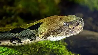The pit between the eye and nostril is sensitive to infrared radiation for locating prey.
