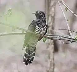 An immature bird in fresh plumage, South Africa