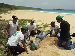 Volunteers relocating sea turtle nests at Culebra NWR.