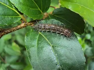 Caterpillar