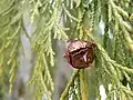 Spherical cone of Nootka cypress (Cupressus nootkatensis)