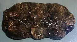 Largely unworn molar tooth