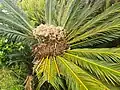 Cycas revoluta Thunb., Azores