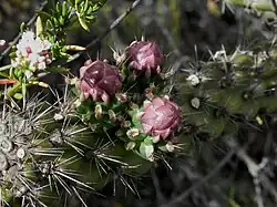 Detail of the buds and spines of var. californica. Eriogonum fasciculatum is the flower at the top left.