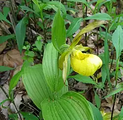 C. parviflorum var. pubescens, showing yellow-green sepals spotted with maroon
