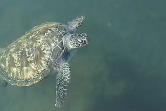 Sea turtle in Samoa
