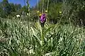 Dactylorhiza majalis Habitat