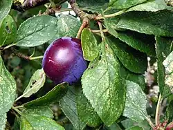 Damson plum