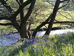 Bluebells at Dane-in-Shaw Brook SSI