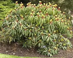 Daphniphyllum macropodum
