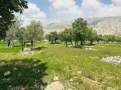 Oak trees and Poppy flowers in Dasht-e Barm