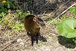 Brown agouti