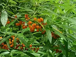 Fruits of Debregeasia orientalis