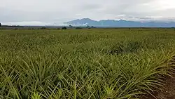 A plantation of pineapple (Ananas comosus) plants in Bukidnon, the Philippines