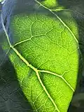 Part of upper surface of single leaf, back-lit to reveal fine detail of venation (Temperate House, Kew Gardens)