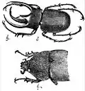 Sexual dimorphism in Chalcosoma atlas. From Darwin's The Descent of Man, 2nd edn. 1882.