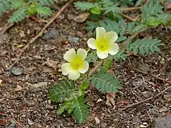 Tribulus terrestris flowers