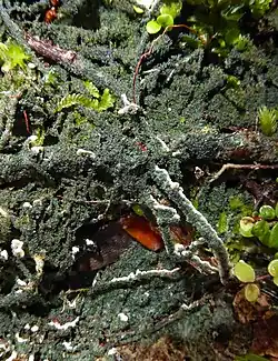 Blue-green filamentous lichen with web-like structure growing on bark