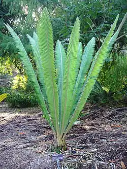 Dioon mejiae