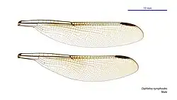 Male wings