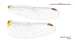Female wings