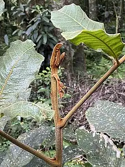Rusty brown new leaf shoots