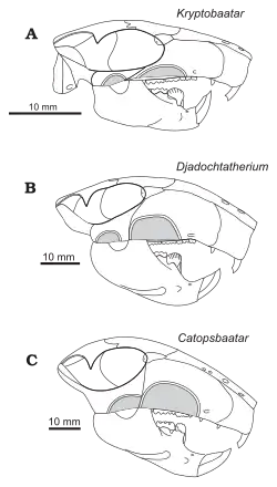 Drawings of three similar skulls; Catopsbaatar is at the bottom