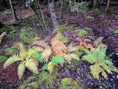 Ferns in autumn, October 2023