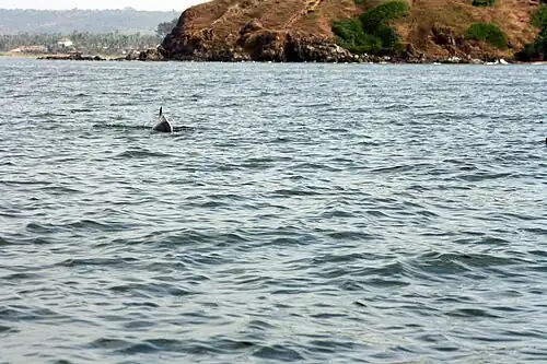 Dolphins can be located at around 1–2&nbsp;km from the shoreline