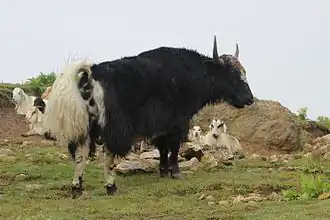 Domestic yak (Bos grunniens) near Sandakpur