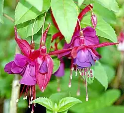 The flower of the Fuchsia plant was the original inspiration for the dye, which was later renamed magenta dye.