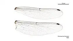 Male wings